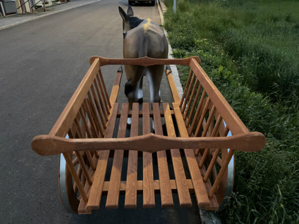 Deko Esel lebensgross mit Wagen 1-Achser, 260 cm lang 13