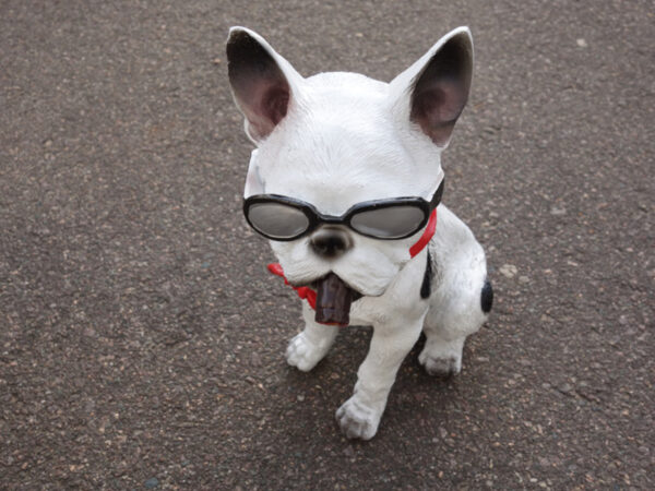 Französische Bulldogge mit Sonnenbrille, sitzend, 30 cm hoch