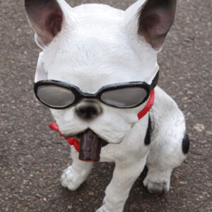 Sitzende Französische Bulldogge mit Sonnenbrille, 30 cm hoch