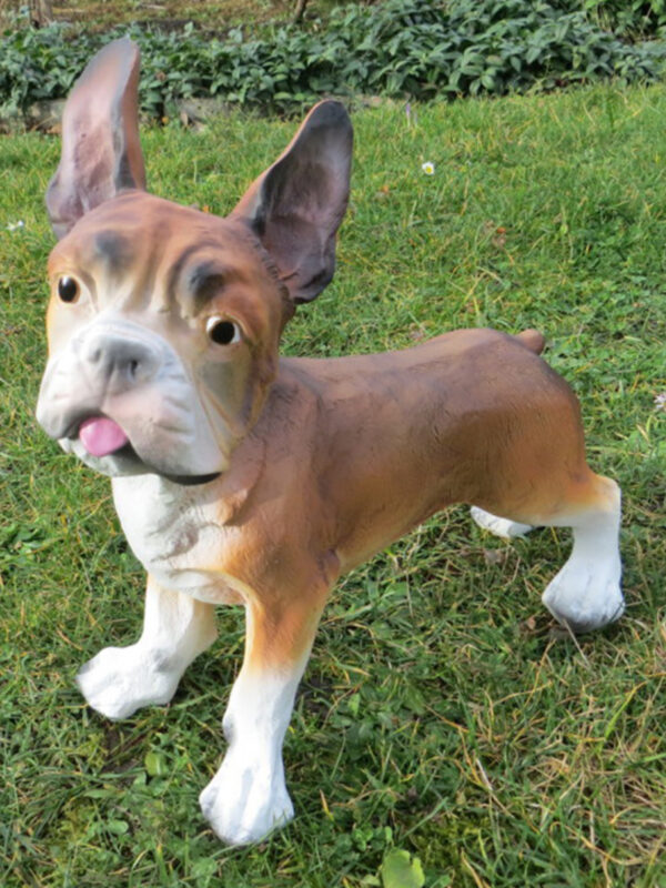 Französische Bulldogge, Braun-Weiss, stehend, 30 cm hoch 2