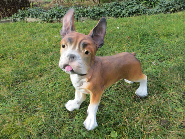 Französische Bulldogge, Braun-Weiss, stehend, 30 cm hoch