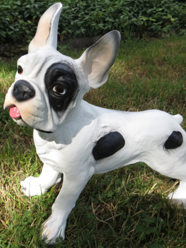 Französische Bulldogge, Schwarz-Weiss, stehend, 30 cm hoch 2