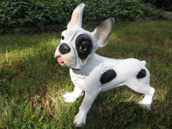 Französische Bulldogge, Schwarz-Weiss, stehend, 30 cm hoch