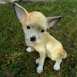 Chihuahua Dekohund, cremefarben, kurzhaar, sitzend, 30 cm hoch