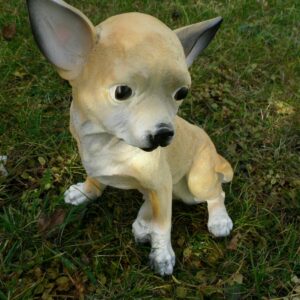 Chihuahua Dekohund, cremefarben, kurzhaar, sitzend, 30 cm hoch 1