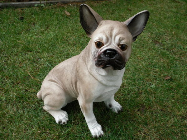 Boston Terrier sitzend für die Deko im Garten, 43 cm hoch 4