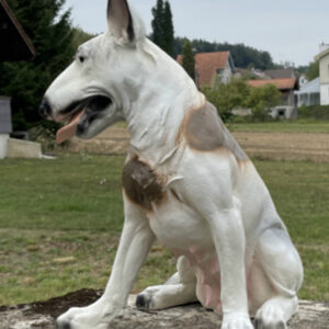 Bullterrier Deko für draussen und drinnen, sitzend, 50 cm hoch 4