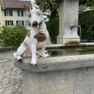 Sitzender Bullterrier als Deko für draussen und drinnen, H: 50cm 5