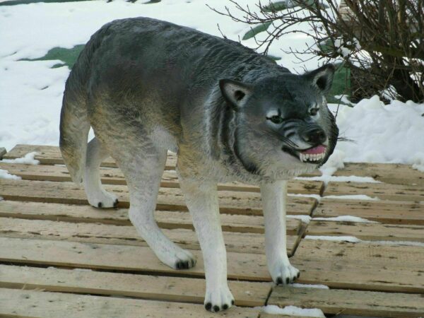 Lebensgrosser Wolf für die Gartendeko, 125 cm lang 3