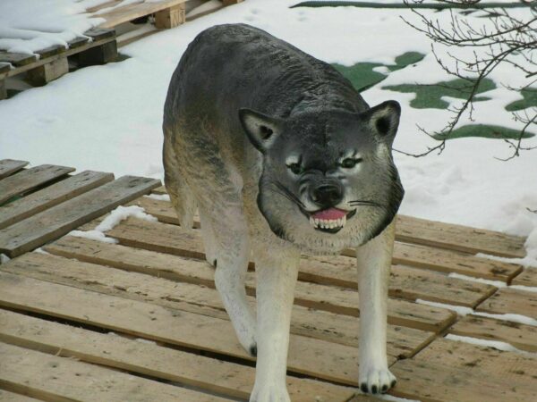 Lebensgrosser Wolf für die Gartendeko, 125 cm lang 4